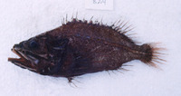 Ectreposebastes imus, Midwater scorpionfish: fisheries