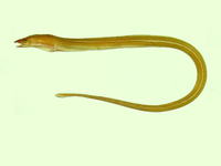 Pisodonophis boro, Rice-paddy eel: fisheries, bait
