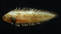 Symphurus ligulatus, Elongate tonguesole: fisheries