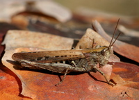 Glyptobothrus brunneus - Common Field Grasshopper