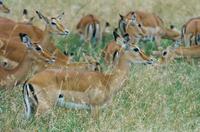 Image of: Aepyceros melampus (impala)