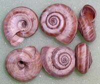 Cernuella neglecta - Neglected dune snail