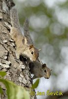 Funambulus pennantii - Northern Palm Squirrel