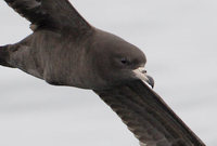 Flesh-footed Shearwater (Puffinus carneipes) photo
