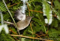Sunda Bush-Warbler - Cettia vulcania