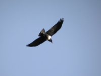 Pied Crow - Corvus albus