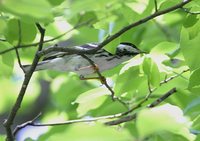 Blackpoll Warbler - Dendroica striata