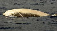 Cuvier's Beaked Whale