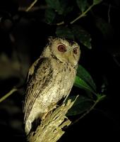 Otus bakkamoena -- Collared Scops Owl 領角鶚