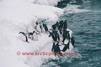 FT0134-00: Chinstrap Penguins jump out of the water onto ice foot, on their way back to their ne...