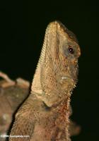 Agamid lizard