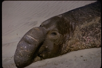 : Mirounga sp.; Elephant Seal