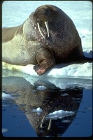 : Odobenus rosmarus rosmarus; Walrus