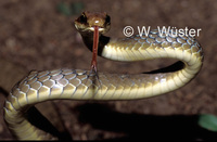 : Chironius quadricarinatus; Snake