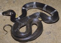 : Lycodon aulicus; Common Wolf Snake