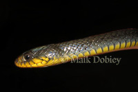 : Natriciteres olivacea; Olive Marsh Snake