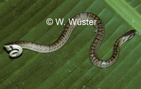 : Oligodon fasciolatus; Kukri Snake