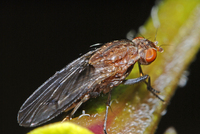 : Suillia sp.
