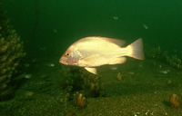 Lutjanus malabaricus, Malabar blood snapper: fisheries, gamefish, aquarium
