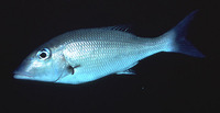 Lethrinus variegatus, Slender emperor: fisheries