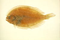 Pseudorhombus cinnamoneus, Cinnamon flounder: fisheries