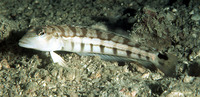 Parapercis robinsoni, Smallscale grubfish: