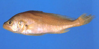 Plagioscion surinamensis, Pacora: fisheries, aquaculture