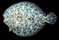 Bothus leopardinus, Pacific leopard flounder: