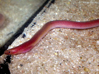 Moringua raitaborua, Purple spaghetti-eel:
