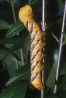 Acherontia atropos - Death's-head Hawk-moth