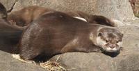 Image of: Lontra canadensis (northern river otter)