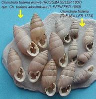 Chondrula tridens