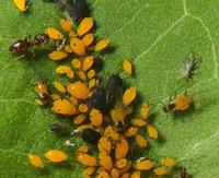 Image of: Aphididae (aphids and plantlice)