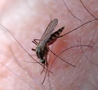Image of: Culicidae (mosquitos and mosquitoes)