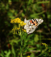 Image of: Vanessa cardui (painted lady butterfly)