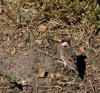 Image of: Eremopterix leucopareia (Fischer's sparrow-lark)