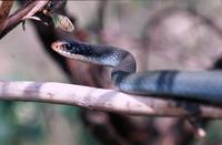 Image of: Coluber constrictor (blue racer)