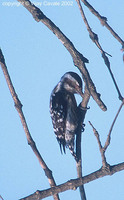 Brown-capped Pygmy Woodpecker - Dendrocopos nanus