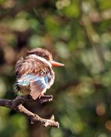 Striped Kingfisher - Halcyon chelicuti