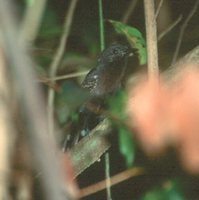 Rio Branco Antbird - Cercomacra carbonaria