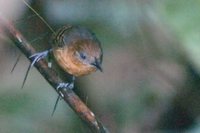 Black-headed Antbird - Percnostola rufifrons
