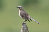 Chilean Mockingbird - Mimus thenca