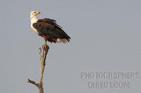 african fish eagle on branch stock photo