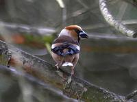 Hawfinch (Coccothraustes coccothraustes) © Phil Farrer