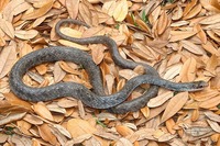 : Coluber constrictor anthicus; Buttermilk Racer