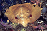 : Cryptolithodes sitchensis; Turtle Crab
