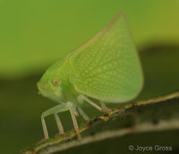 : Siphanta acuta; Flatid Planthopper