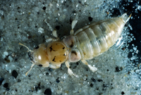 : Thinopinus pictus; Rove Beetle