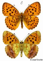 Brenthis daphne - Marbled Fritillary