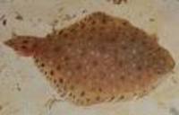 Paralichthys albigutta, Gulf flounder: fisheries